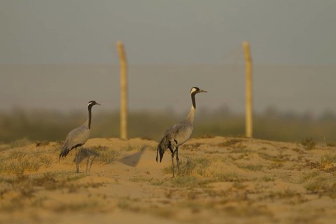 Demoiselle Crane (Grus virgo), Oman
