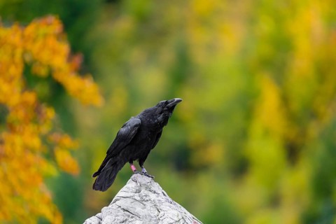 One common raven (Corvus corax) sits on a white rock with fall foliage in the background