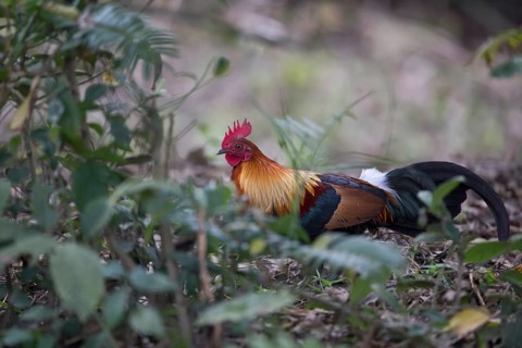 Red Junglefowl (Gallus gallus) male, Kaziranga National Park, India