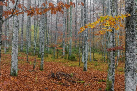 Beech forest, European beech or common beech (Fagus sylvatica) in autumn, Alm valley, Austria