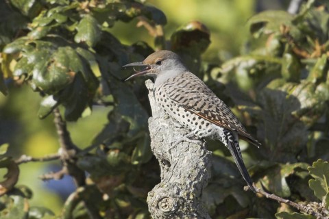 Northern Flicker (Colaptes auratus), British Columbia, Canada