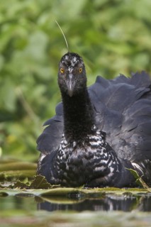 Horned Screamer (Anhima cornuta), Manu National Park, Peru