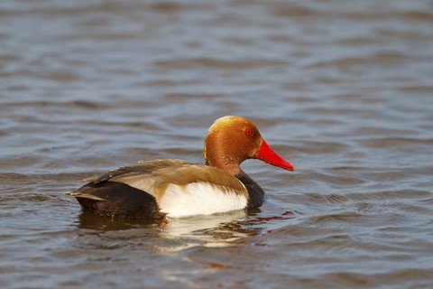 Red-crested Pochard (Netta rufina) male, Mallorca, Spain