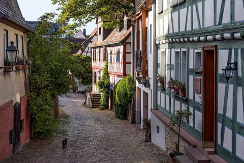 Tranquil alley, old half-timbered houses, houses, cat, idyll, Felix Lahnstein Strasse, historic old
