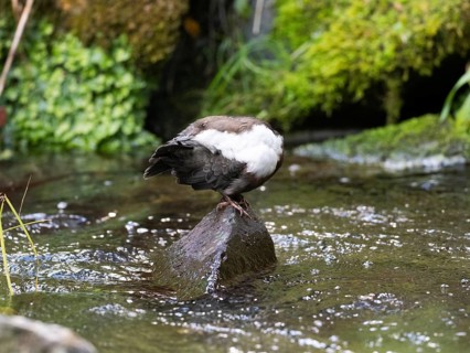 Common Dipper (Cinclus cinclus), adult bird perched on a stone in a hill stream, preening itself,