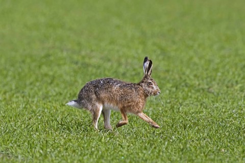 European brown hare (Lepus europaeus) running, fleeing through field, farmland in spring
