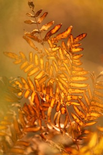Fern (Tracheophyta), withered, brown, yellow and orange glowing, brown spots, close-up, autumn,