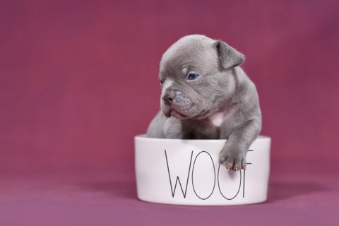 Four weeks young purebredFrench Bulldog puppy in dog bowl with text 'The Boss'