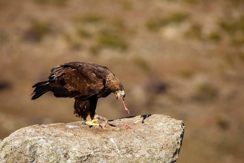 Golden Eagle (Aquila chrysaetos) female, Castile and Leon, Spain