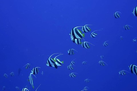 Schooling bannerfish (Heniochus diphreutes)