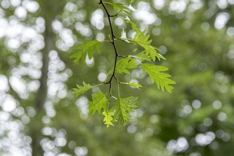 Slit-leaf black alder (Alnus glutinosa 'Laciniata'), Cambridge Botanical Garden, Sweden
