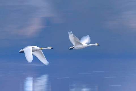 Bewick's swan wearing neck band, tundra swan (Cygnus bewickii) pair taking off from lake in early