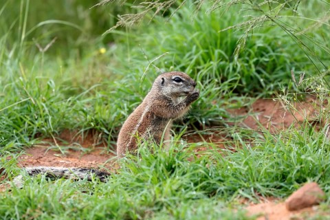 Cape bristle-thighed squirrel (Xerus inauris), adult, standing upright, feeding, Mountain Zebra