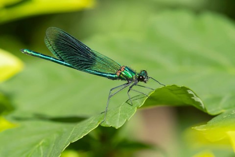 Banded demoiselle damselfly (Calopteryx splendens) adult male insect resting on a plant leaf in