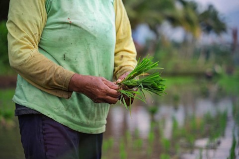 A farmer in Indonesia carefully handles vibrant green rice plants in a paddy field. The lush growth