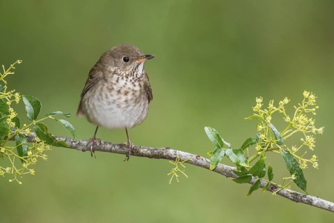 Grey-cheeked Thrush (Catharus minimus) perched on a branch, Texas, USA