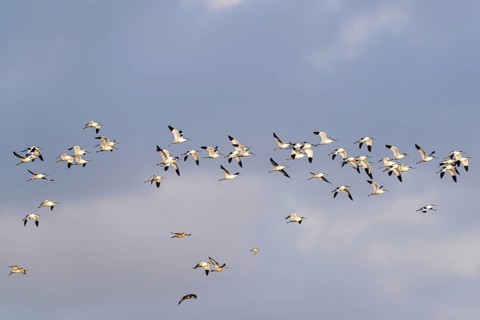 Pied Avocet, Recurvirostra avosetta, birds in flight over marshes, Devon, England, United Kingdom