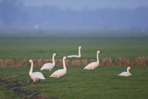 Tundra Swan (Cygnus columbianus bewickii), Netherlands