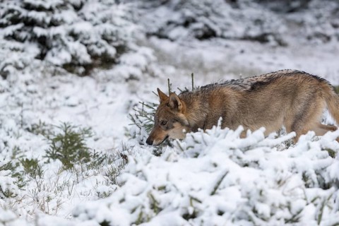 One young male eurasian gray wolf (Canis lupus lupus) running thru the snow-covered undergrowth of