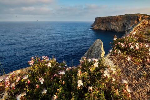 Caper flowers (Flos capparis), Blooming flowers on a cliff overlooking the calm coast, morning