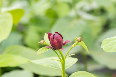 Spice bush (Calycanthus 'Aphrodite'), BS Sämann, Germany