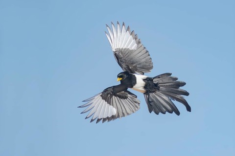 Yellow-billed Magpie (Pica nuttalli) flying, California, USA