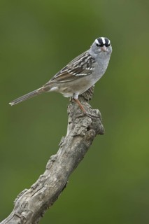 White-crowned Sparrow (Zonotrichia leucophrys), Texas, USA