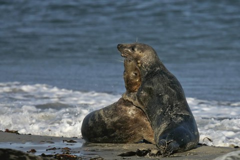 Kegelrobbe (Halichoerus grypus), zwei Tiere liegen und spielen am Strand, Helgoland, Deutschland