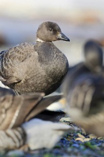 Brant Goose (Branta bernicla nigricans) juvenile, British Columbia, Canada