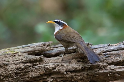 White-browed Scimitar Babbler (Pomatorhinus schisticeps) perched on a log, Di Linh, Vietnam