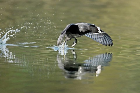 Eurasian Coot (Fulica atra), adult bird walking over water, Flachsee, Canton Aargau, Switzerland
