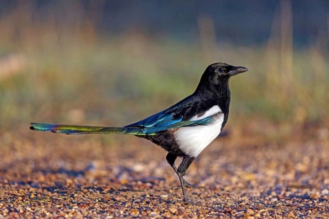 European magpie (Pica pica), Hides De Calera / Lynx Hide, Calera Y Chozas, Castilla La Mancha /