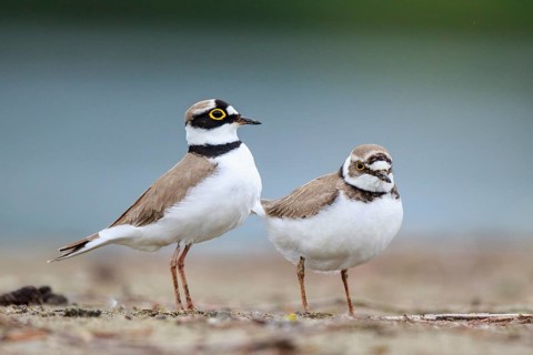 Little Ringed Plover (Charadrius dubius) pair displaying, North Rhine-Westphalia, Germany