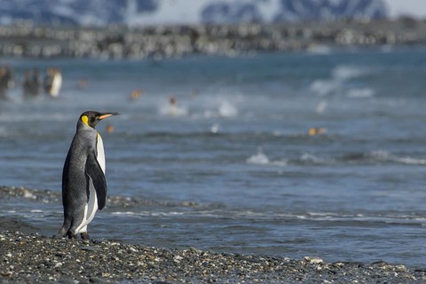 King Penguin (Aptenodytes patagonicus) perched on a rocky beach on South Georgia Island