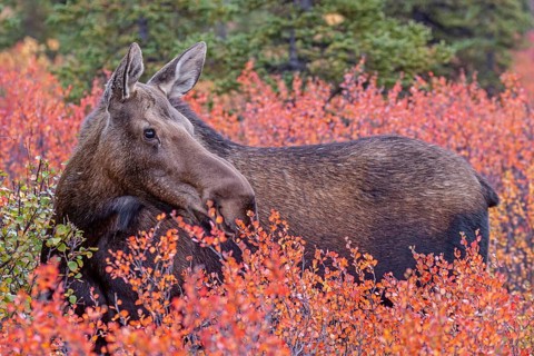 Elk (Alces alces), cow moose, eating huckleberry bushes, autumn colours, Denali National Park,