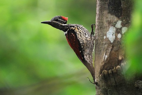 Black-rumped Flameback (Dinopium benghalense), Sri Lanka