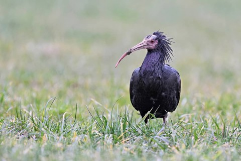 Northern bald ibis (Geronticus eremita), foraging in a meadow, Canton Zug, Switzerland
