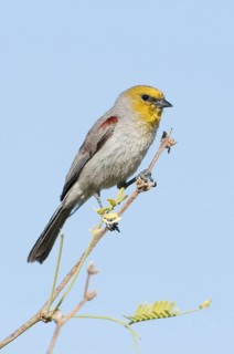 Verdin (Auriparus flaviceps), Texas, USA