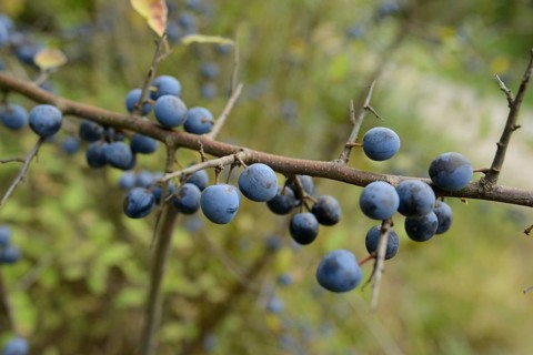 Branch with blue berries, Blackthorn (Prunus spinosa), Bavaria