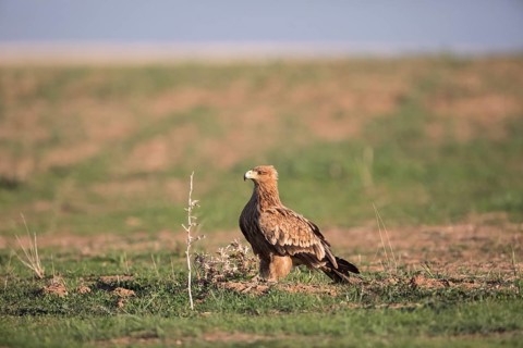 Juvenile Iberian Eagle (Aquila adalberti), Spanish imperial eagle, Extremadura, Castilla La Mancha,