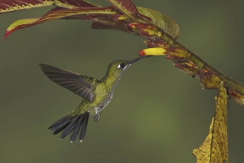 Green-crowned Brilliant (Heliodoxa jacula), Ecuador