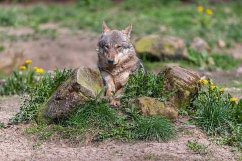 Portrait of one eurasian gray wolf (Canis lupus lupus) resting on a rock with green vegetation and