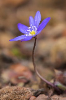 Common Hepatica, liverwort, kidneywort, pennywort (Anemone hepatica, Hepatica nobilis) in flower in