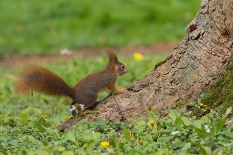 A squirrel (Sciurus vulgaris) standing next to a tree trunk in a flowery meadow, Hesse, Germany