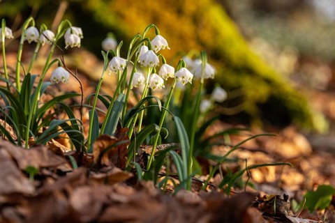 Group of blooming spring knotflowers (Leucojum vernum), also known as marsh fritillaries, in the