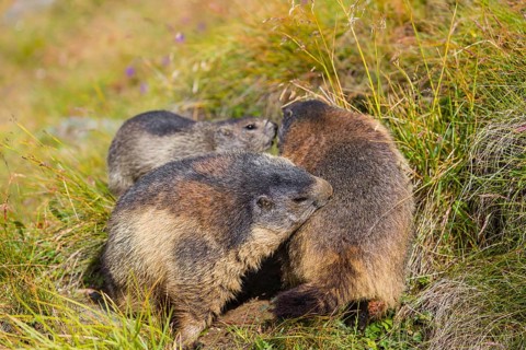 Two young Alpine Marmot, Marmota marmota groom their mother. Grossglockner high alpine road, Hohe