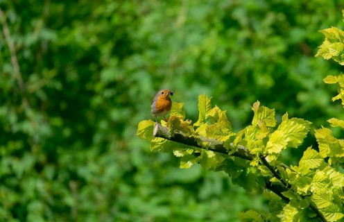 European robin with food in its beak, Münsterland, North Rhine-Westphalia, Germany