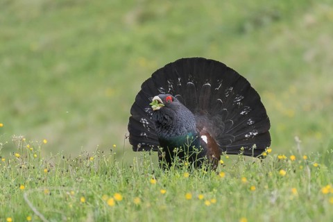 Western capercaillie (Tetrao urogallus) eats flowers while courting, Kalkalpen National Park, Upper