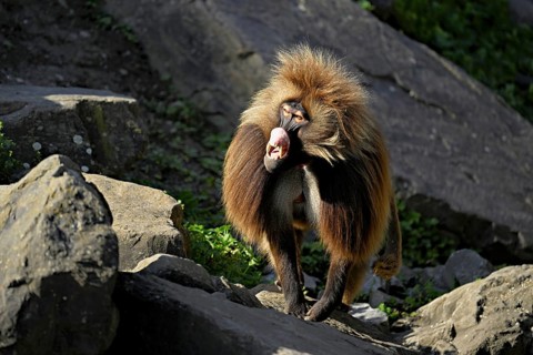 Djelada or gelada baboon (Theropithecus gelada), male, standing on rock, captive, Switzerland
