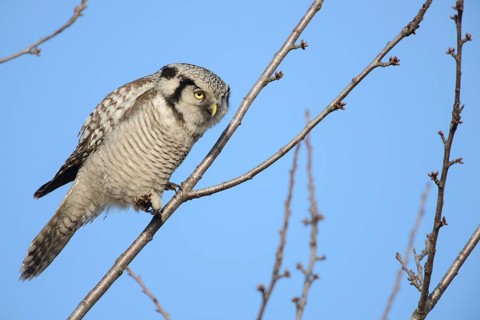 Northern Hawk-Owl (Surnia ulula), Saxony, Germany